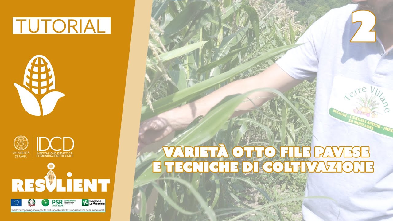 Tutorial 2 - RESILIENT - Varietà Otto File Pavese e tecniche di coltivazione (KIRO - UNIPV)