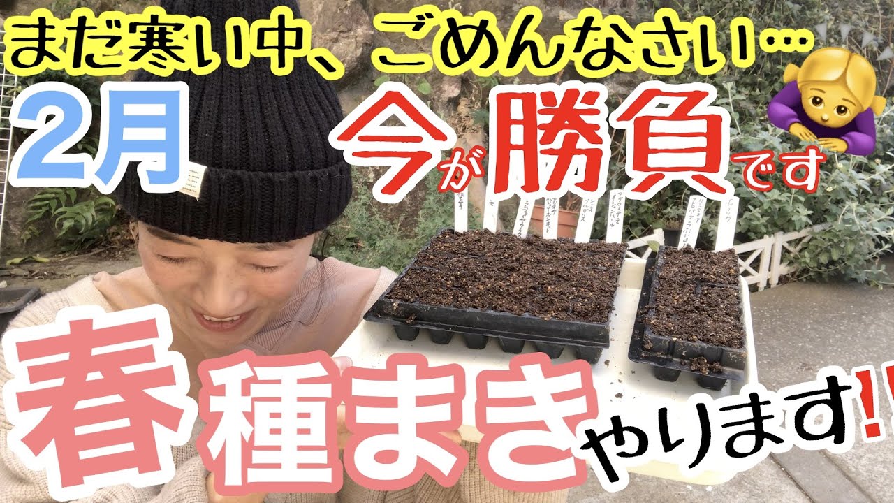 【春の種まき】先手必勝で寒いうちに始めちゃおう🤗 / 秋播きを忘れても、春播きのチャンスあり👍2月に行う種まきの成功ポイントをご紹介します✨/ スカビオサなど合計8品種の種まき【ガーデニング】