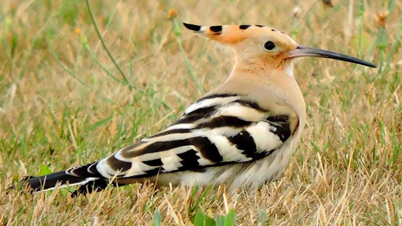 Dudek / Hoopoe / Upupa epops