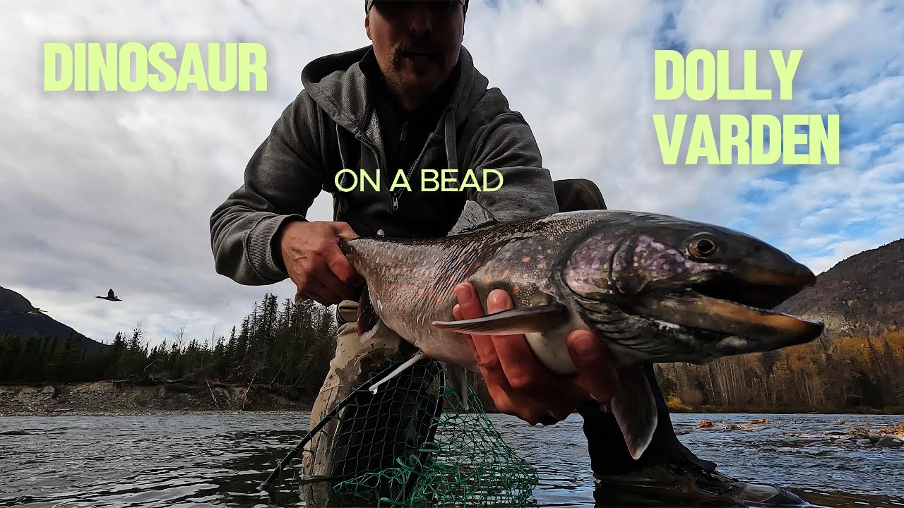 DINOSAUR DOLLY VARDEN
