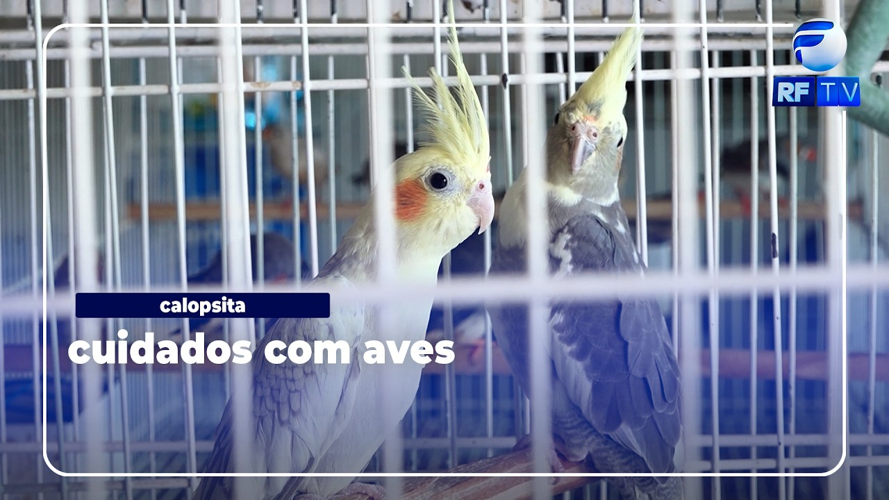 Calopsita como pet