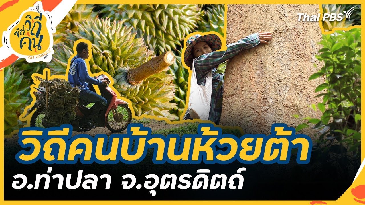 วิถีคนบ้านห้วยต้า อ.ท่าปลา จ.อุตรดิตถ์ | ซีรีส์วิถีคน