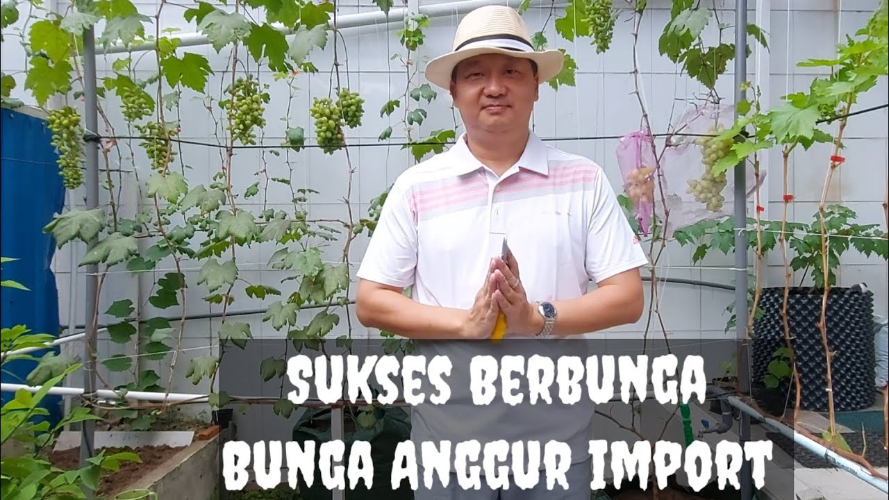 CARA Membuat Berbunga Besar dan Banyak, Anggur Import. Part#3