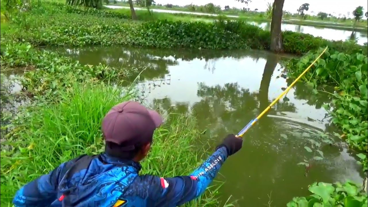 Wedan,, Banyak banget ikan mas liar di sungai kecil ini kok gak ada orang yang mancingi