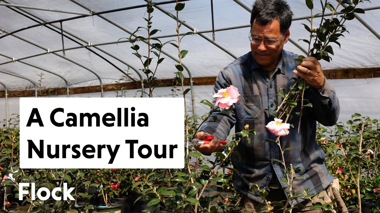 CAMELLIA NURSERY Tour — Ep. 243