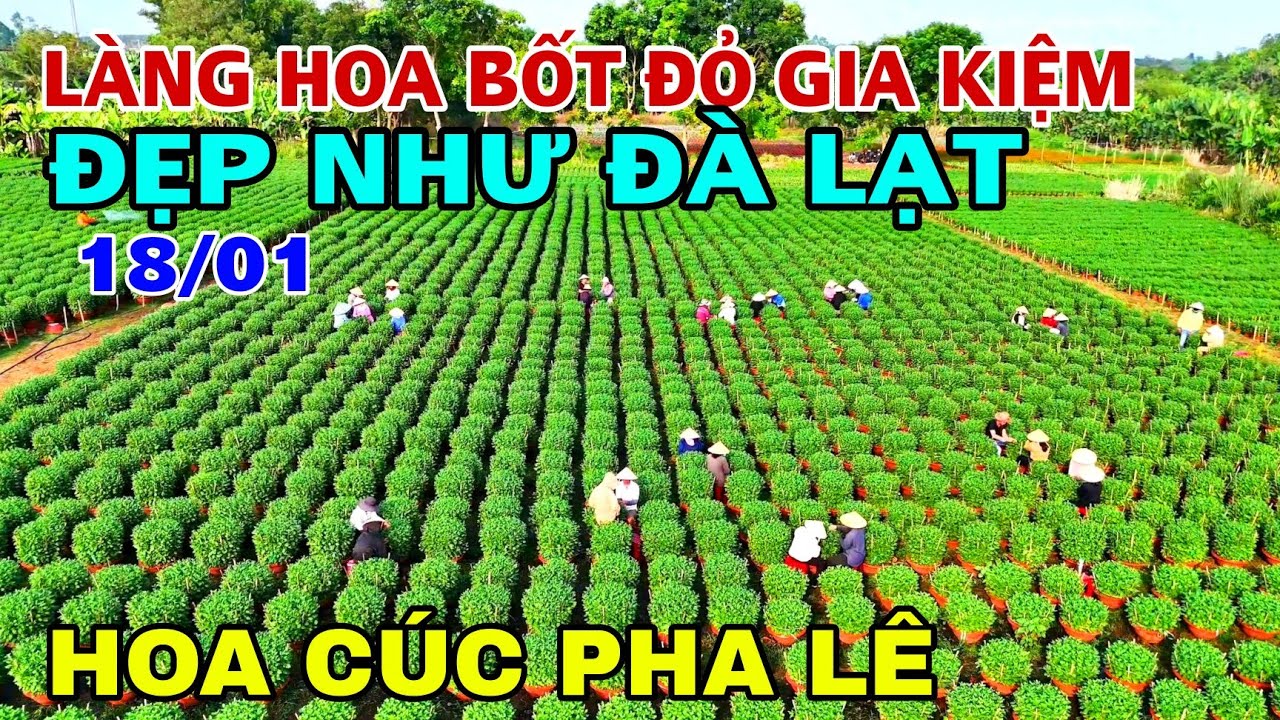 QUÁ ĐẸP LÀNG HOA BỐT ĐỎ GIA KIỆM LỚN NHẤT NHÌ ĐỒNG NAI HOA ĐẸP NHƯ ĐÀ LẠT .