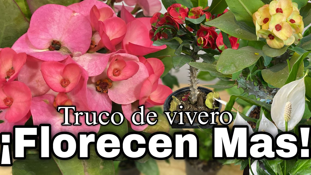 Un Truco de Vivero para que Florezca tu Corona de Cristo