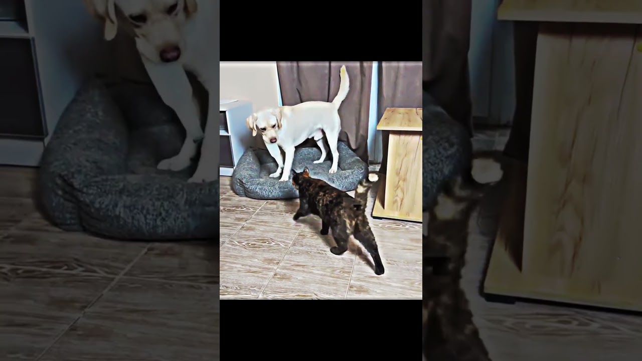 The dog that&rsquo;s afraid of cats  #trollface #trolledit #edit #troll