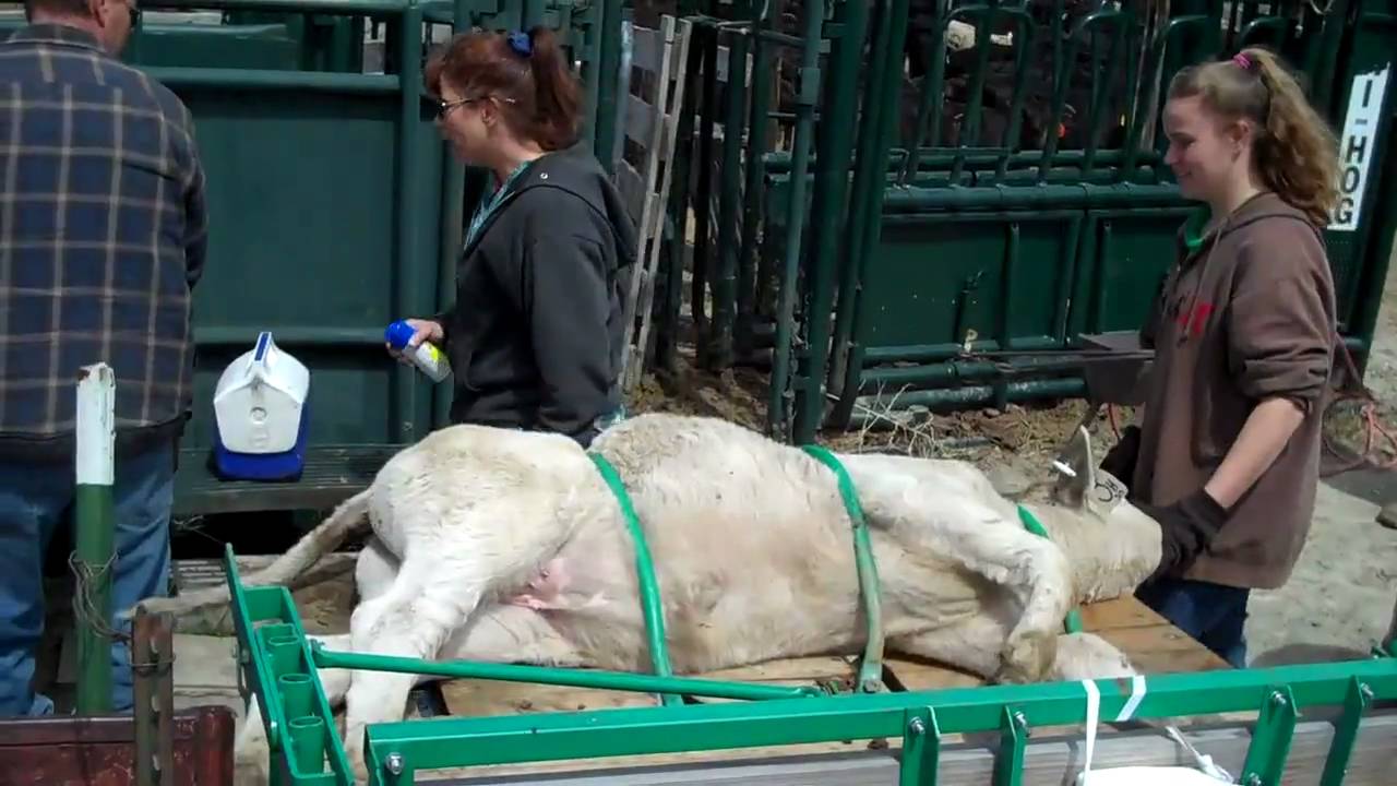 Heather's calf ...the last to be branded & vaccinated.
