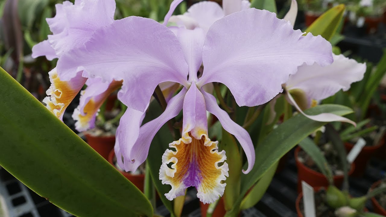 Cattleya mossiae - Orchideen Pflege leicht gemacht!