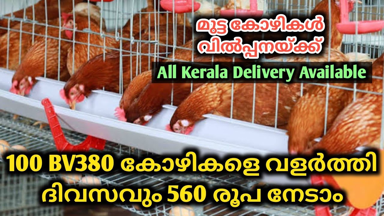 100 BV380 കോഴികളെ വളർത്തിയാൽ എത്ര ലാഭം കിട്ടും | BV380 Kozhi Valarthal | Yuvakarshaka