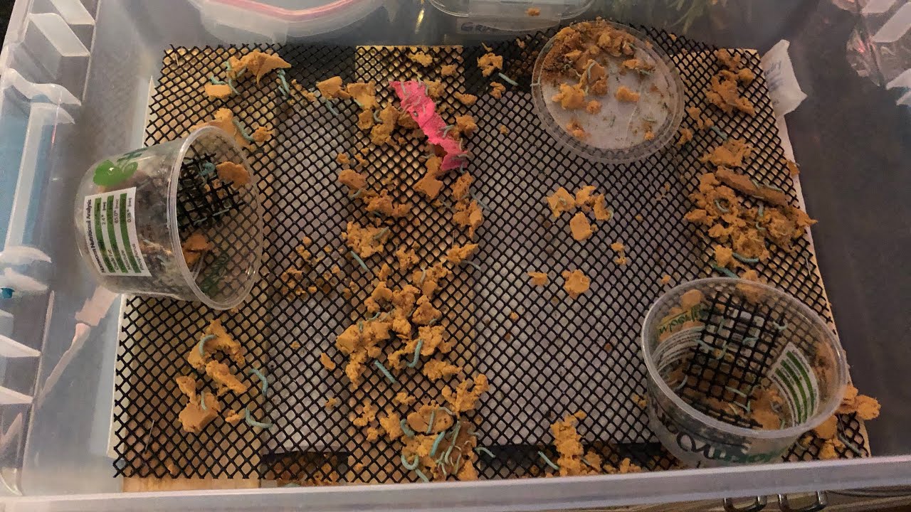 Transferring my hornworm babies to the bigger box - what they need