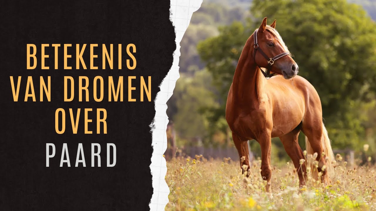 Paard Dromen Uitgelegd | Paard Droom Betekenis | Paard Droomanalyse | Paard Droominterpretatie