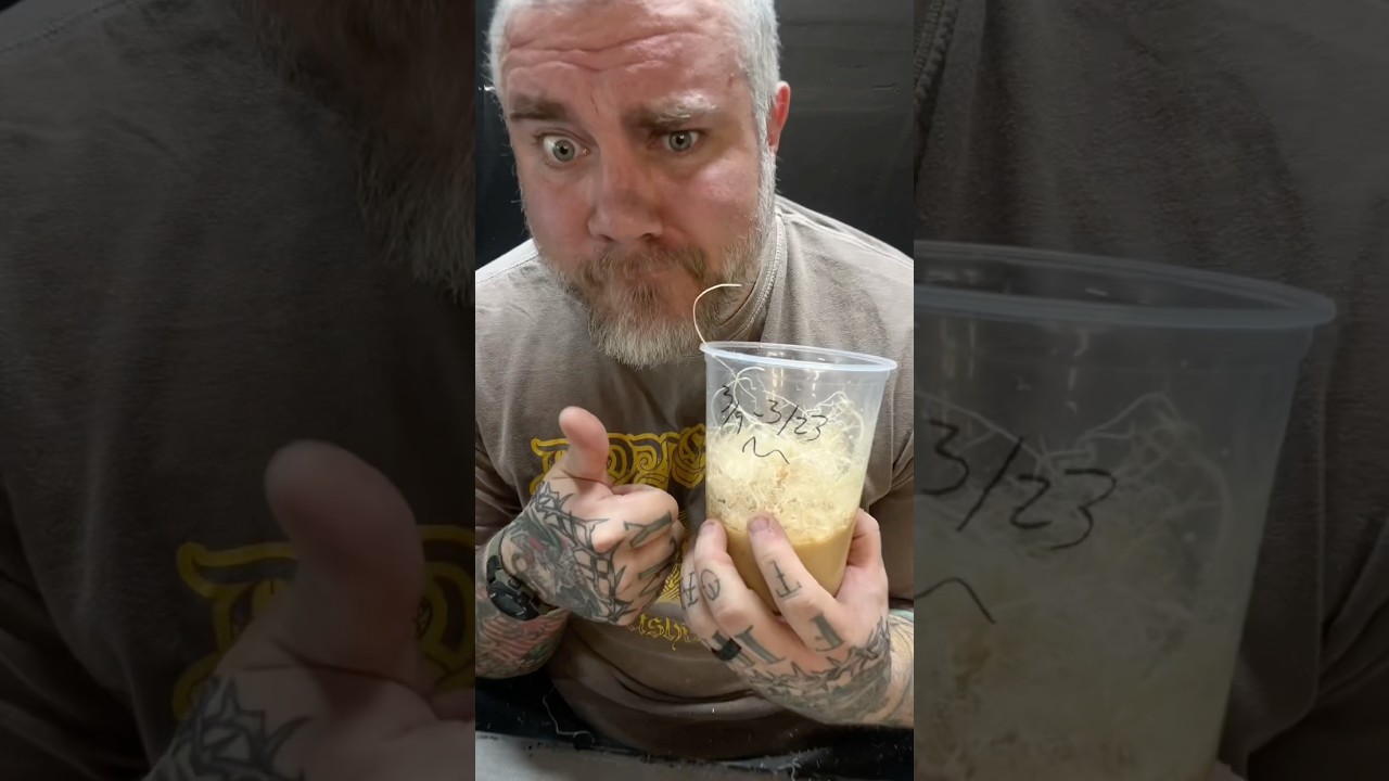 How to make fruit fly cultures for dart frogs.  The rest of video on TikTok #fruitfly #dartfrog