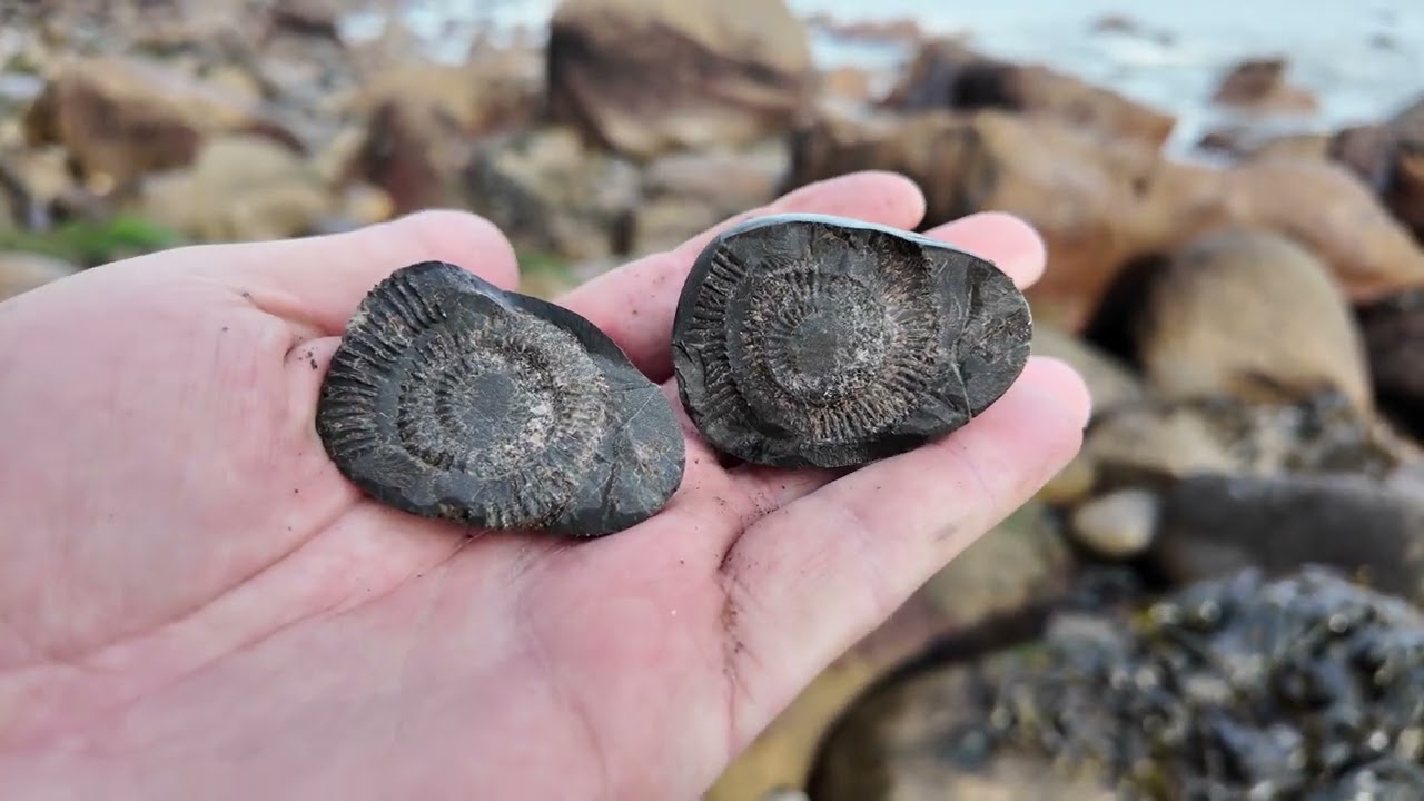 Chasing rare fossils on the Yorkshire Coast