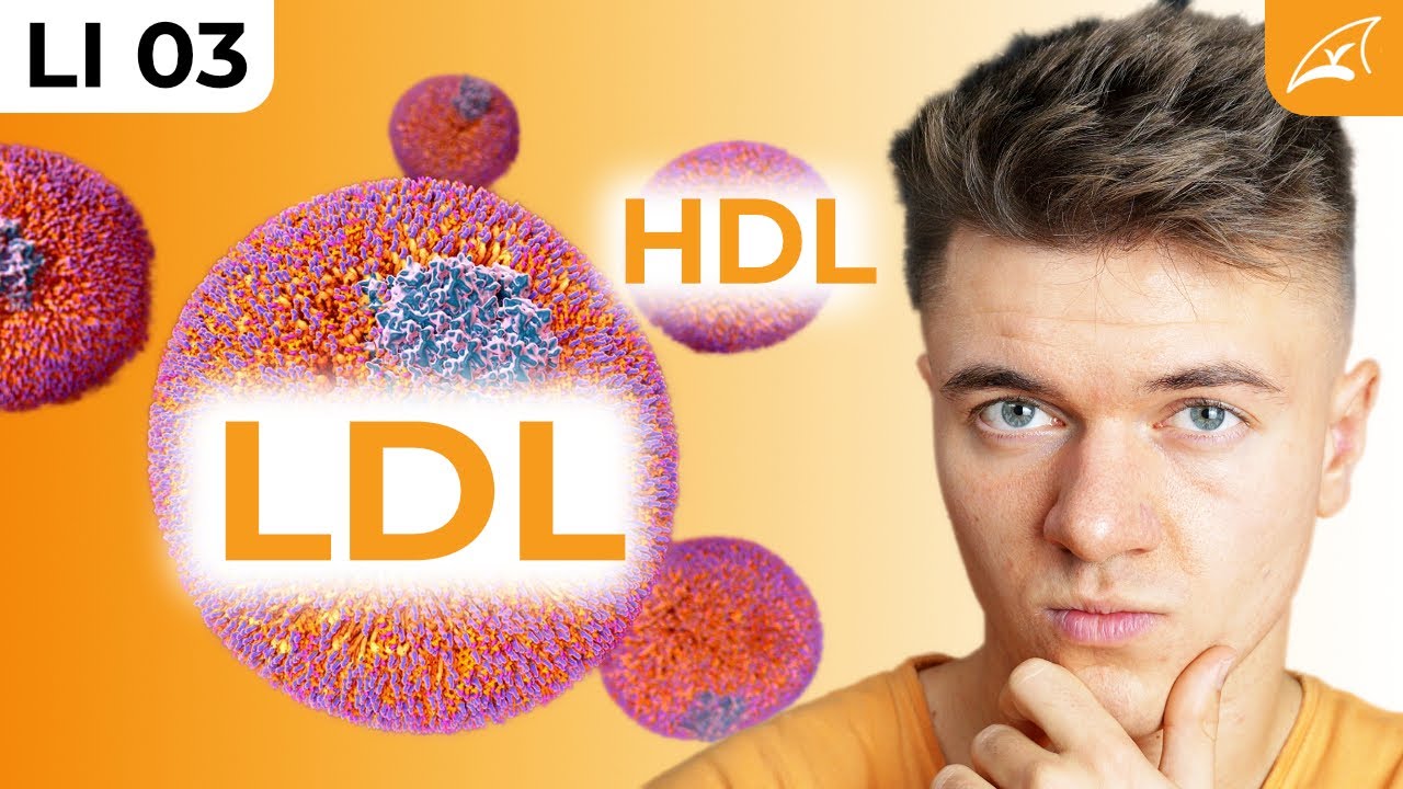 Lipoproteine - einfach erklärt! // HDL, LDL, vLDL, IDL, Chylomicronen,  ...