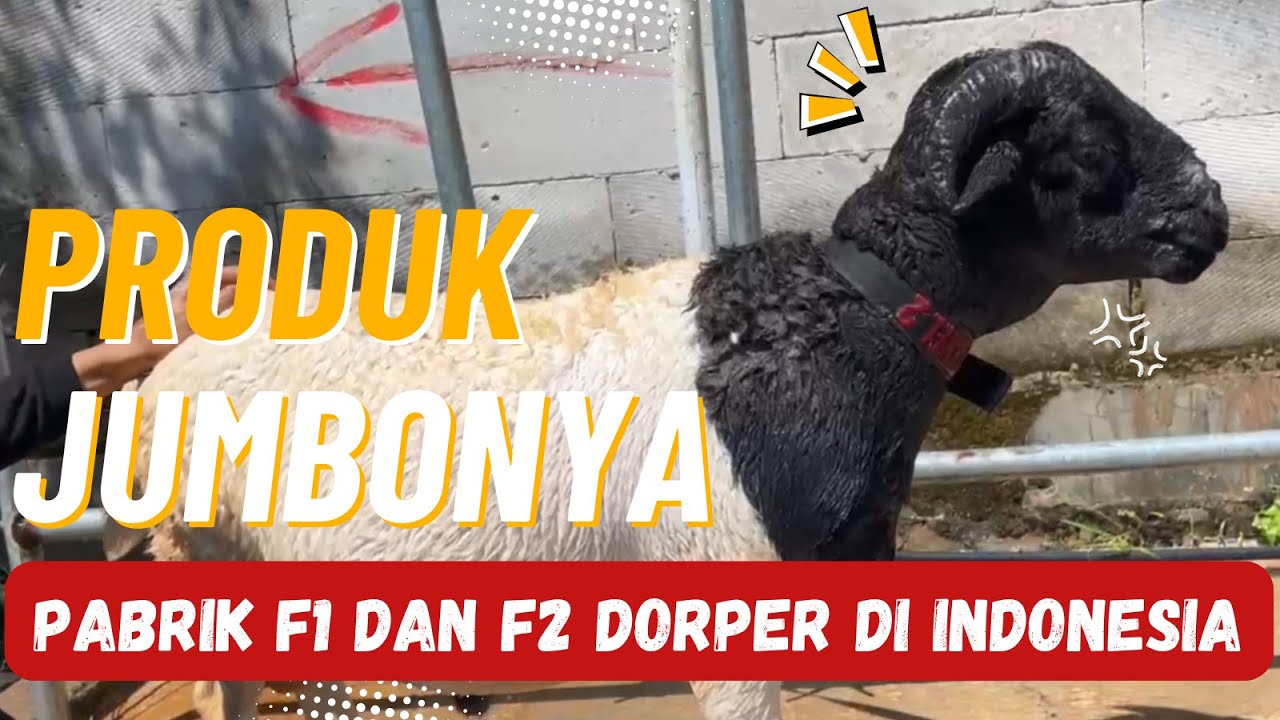DOMBA SUPER F1 dan F2 Dorper