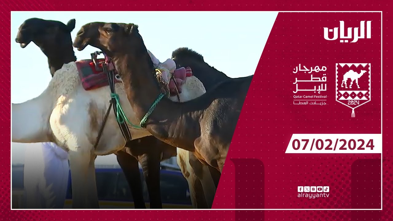 مهرجان قطر للإبل  07-02-2024