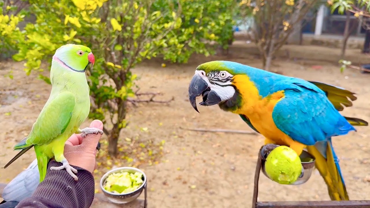 Talking Parrot Communicating with Each Other | Parrot Natural Sounds