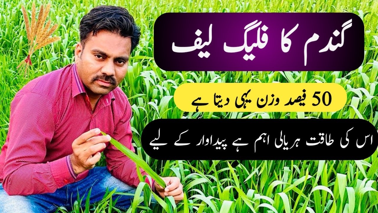 Role of flag leaf and its management (care) in wheat crop | Abid Ali Agrarian
