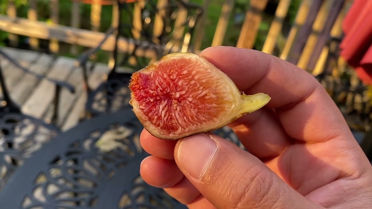 تين اسباني ديس رويج مانيو Des Roig Manyo Fig 08-10-2023