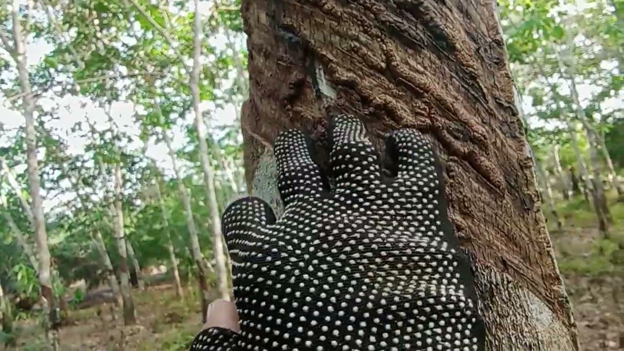 Kalo ada karet seperti ini jangan disadap