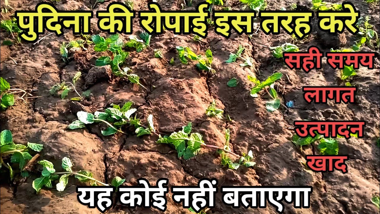 जनवरी में पुदीना खेत में कैसे लगाए पूरी जानकारी