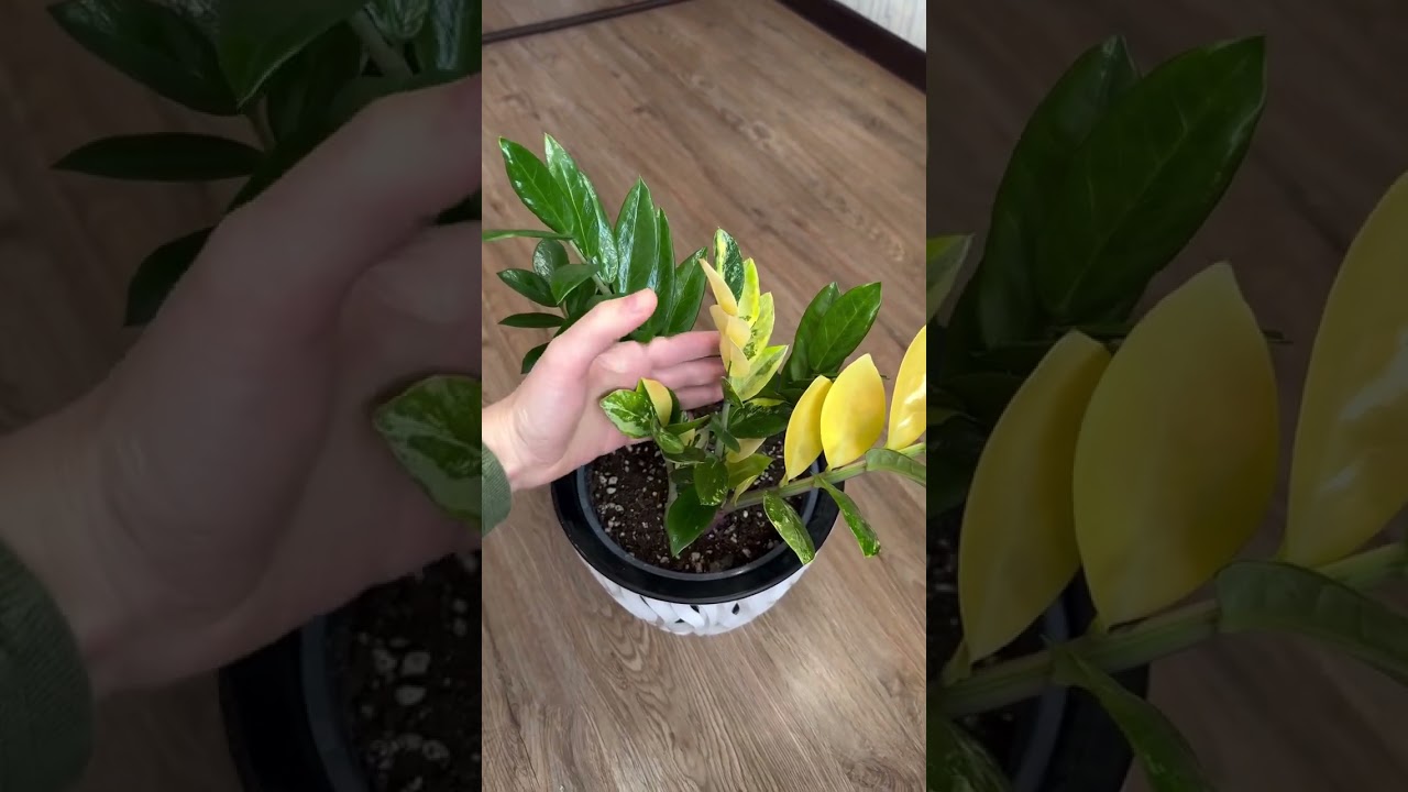 Лайк, если не знали этого👌🏻#растения #фикус #замиокулькас