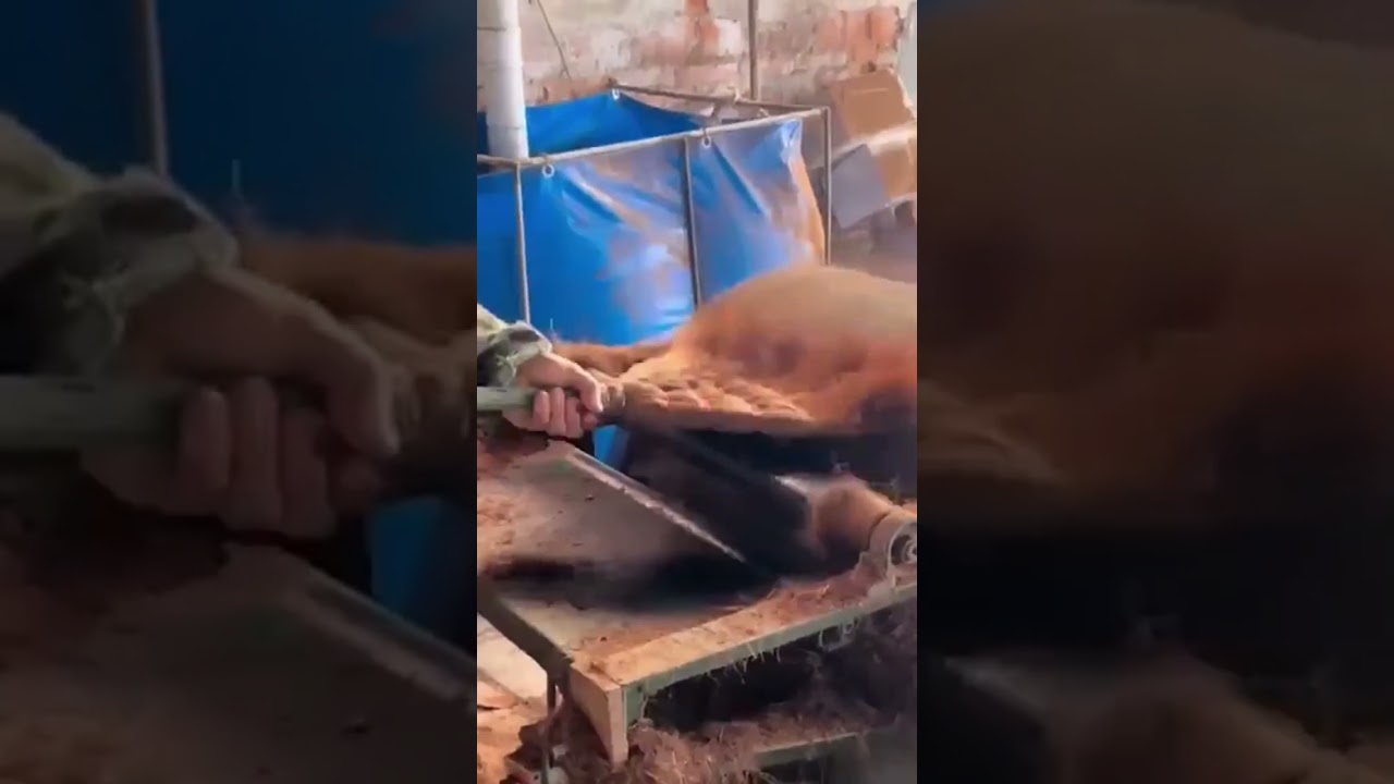Process of Making Palm Leaf Brooms - Unique tools to boost efficiency and streamline work