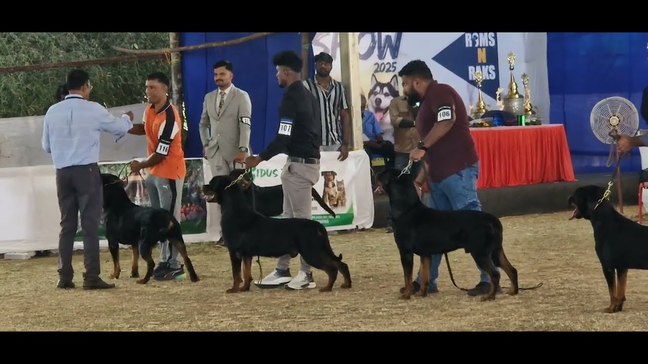 Power and Presence - Rottweiler  |  Judged by Mr. Muneer Bin Jung | Palakkad dog show2025