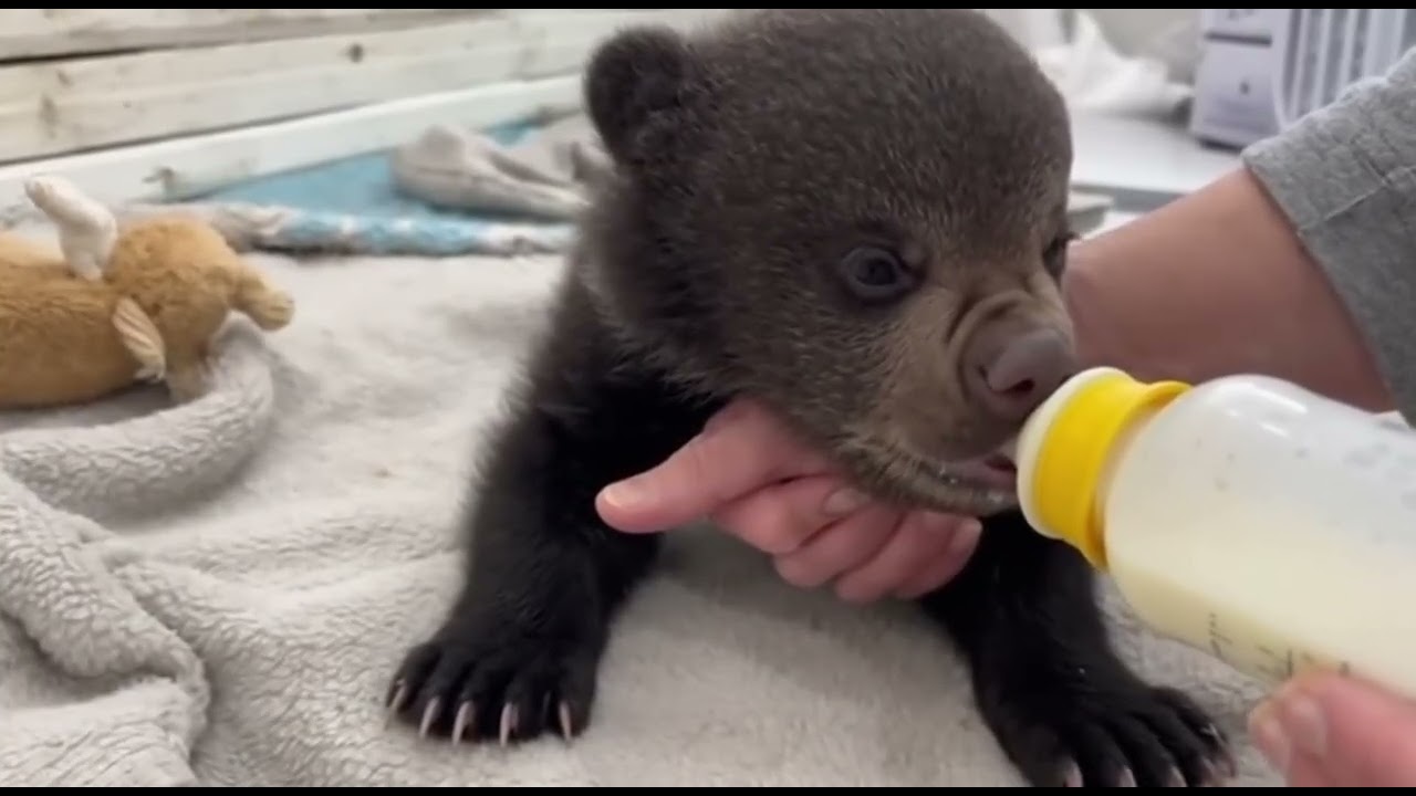 🐻Found her freezing… now she’s family🐻#bear  #wildlifelovers  #viralvideo#animalrescue