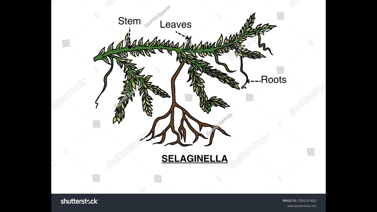 selaginella pteridophyta