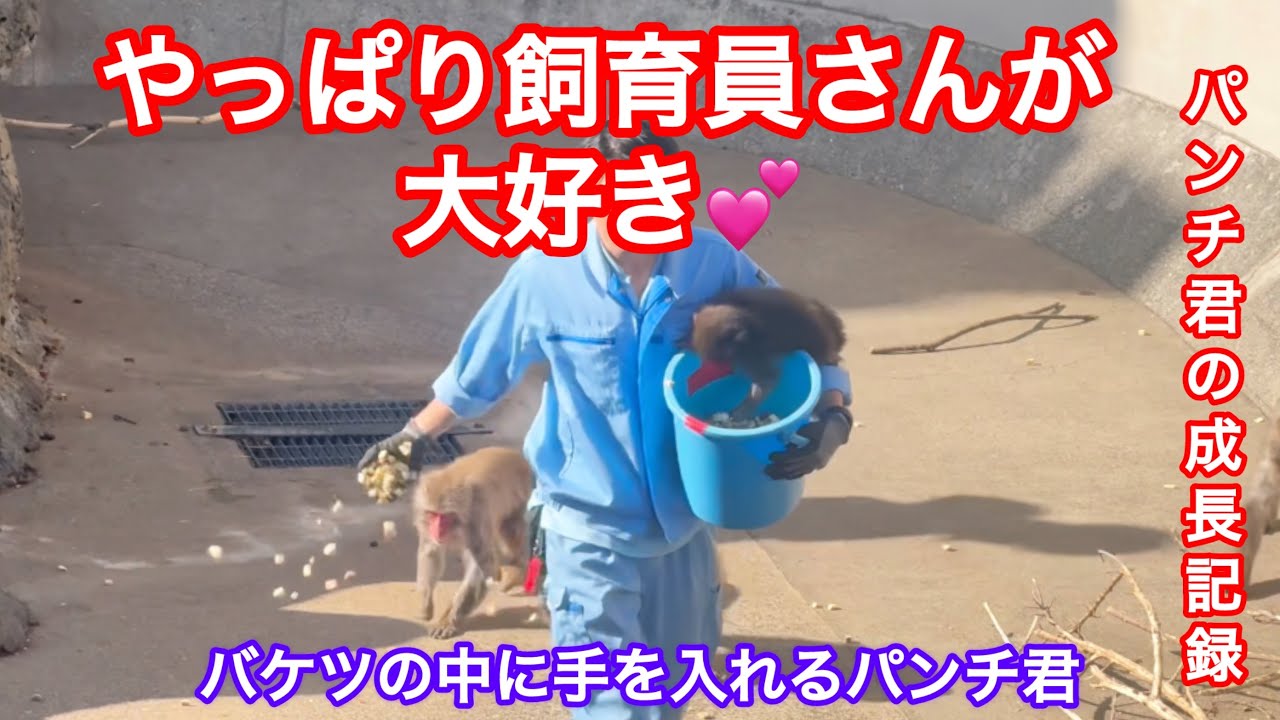 【パンチ君の成長記録】やっぱり飼育員さんが大好きなパンチ君🐒