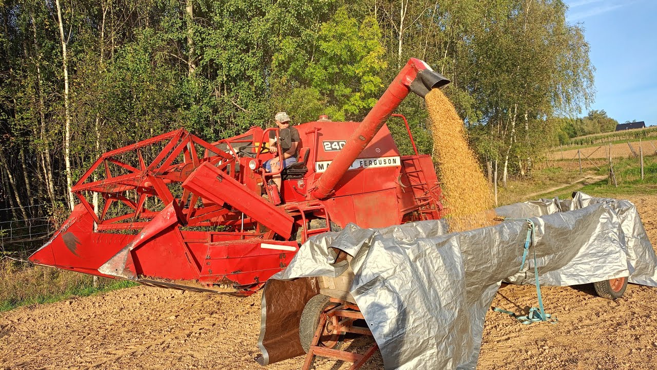 Koszę Soję. Zarobiłem? Czy Utopiłem? Zdążyć Przed Deszczami. Massey Ferguson 240 w Akcji