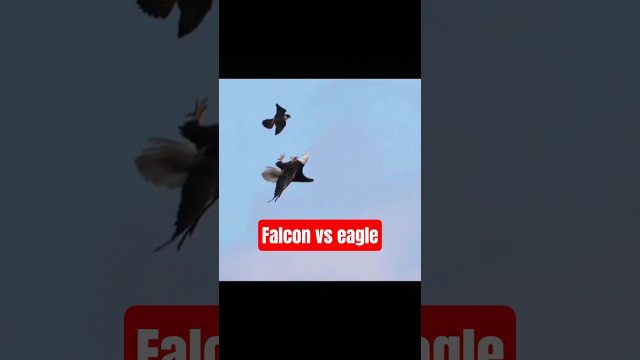 #falcon