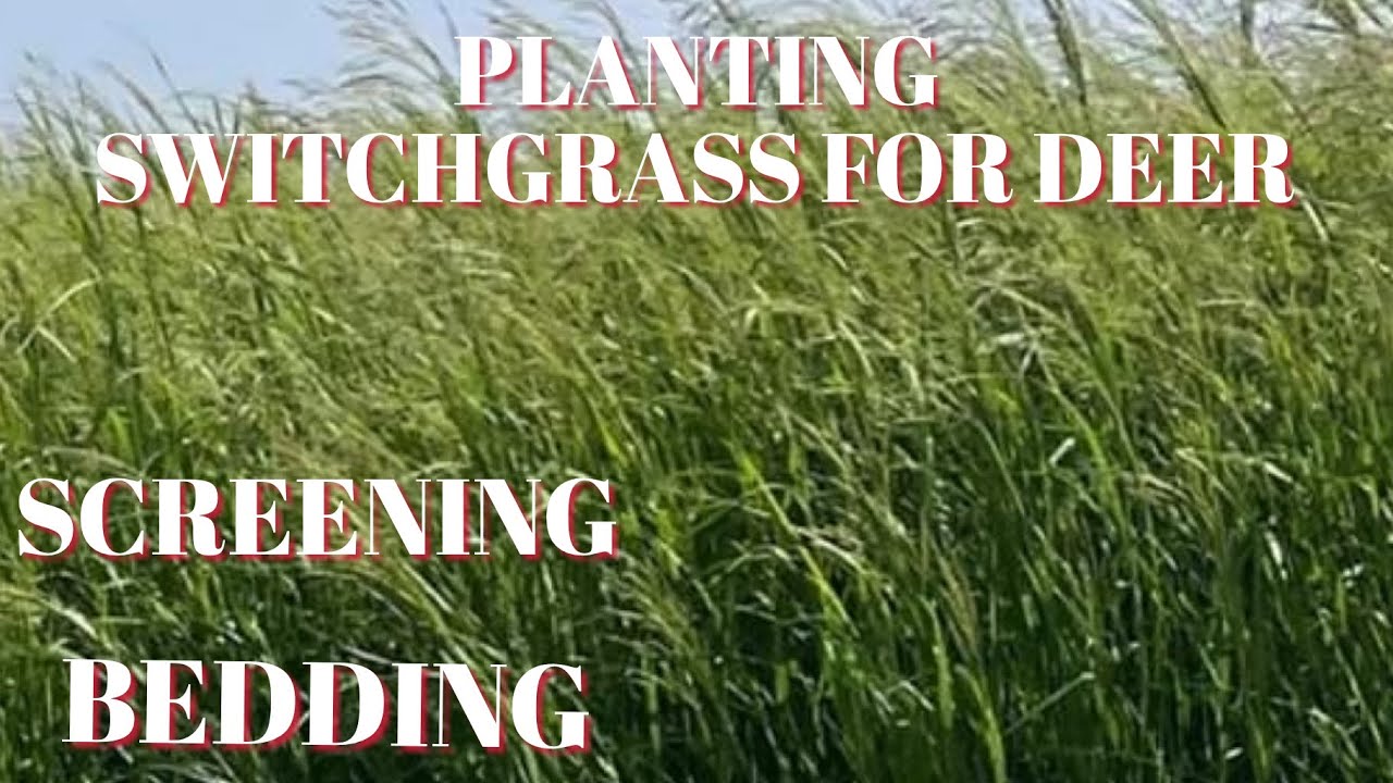 TOP 5 SWITCHGRASS PLANTING TIPS