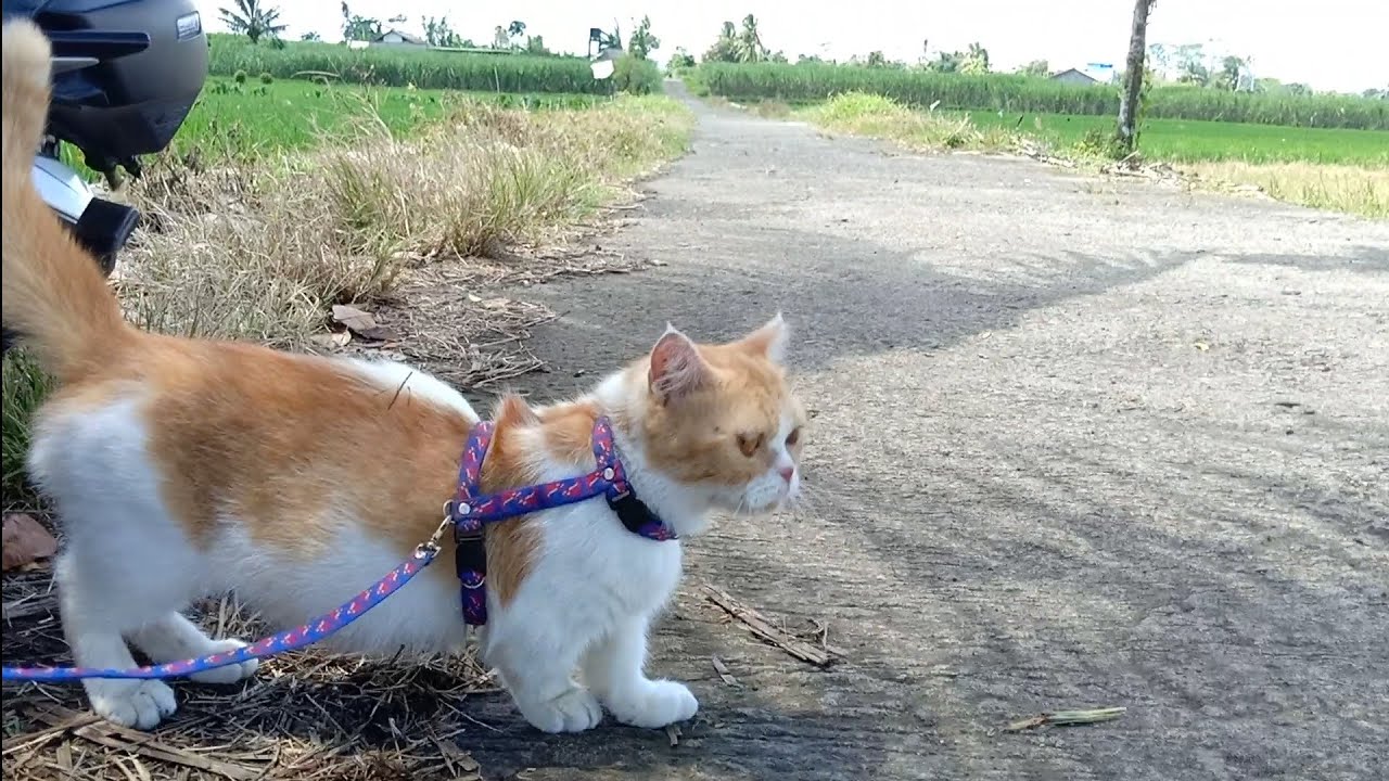 初めて庭を散歩したかわいい猫