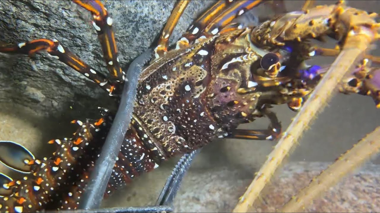 Diving under the sea to catch eels, crabs and sea cucumbers | Part 48-2