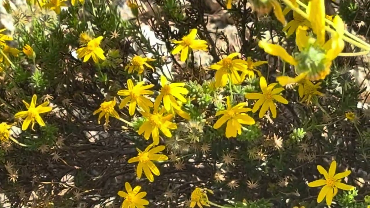 AZ Plant Reviews - Damianita (Chrysactinia mexicana)