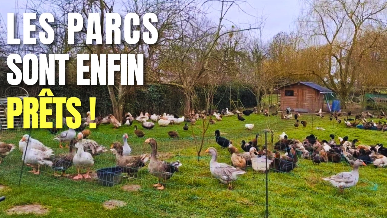 LES PARCS SONT ENFIN PRÊTS ! 😁🦆