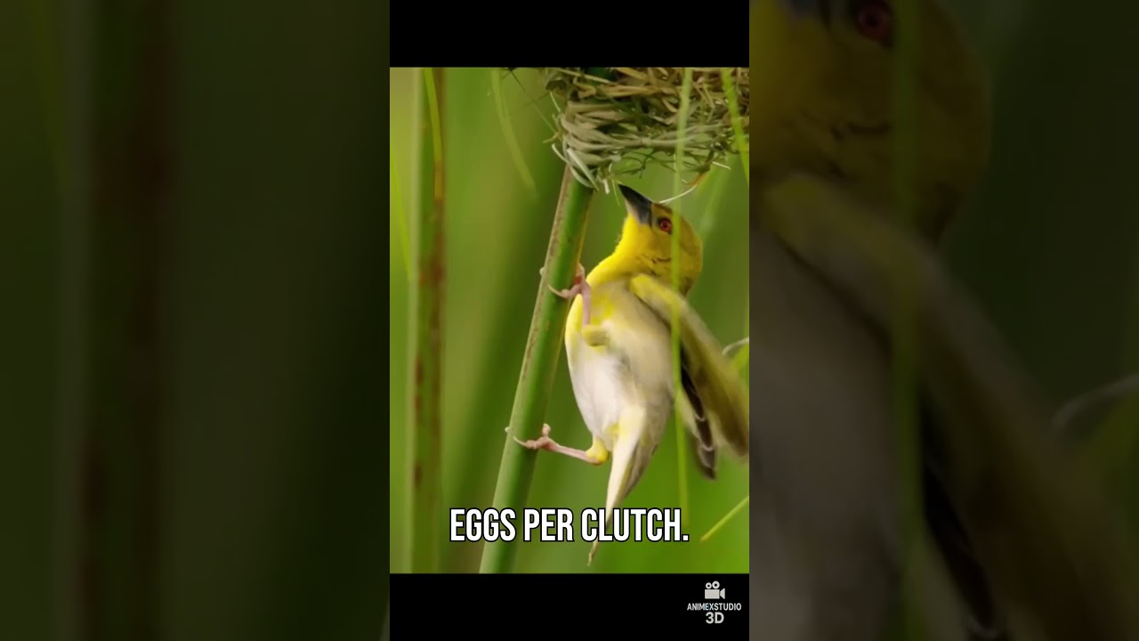 The Genius Builder of the Bird World &ndash; Ploceus cucullatus
