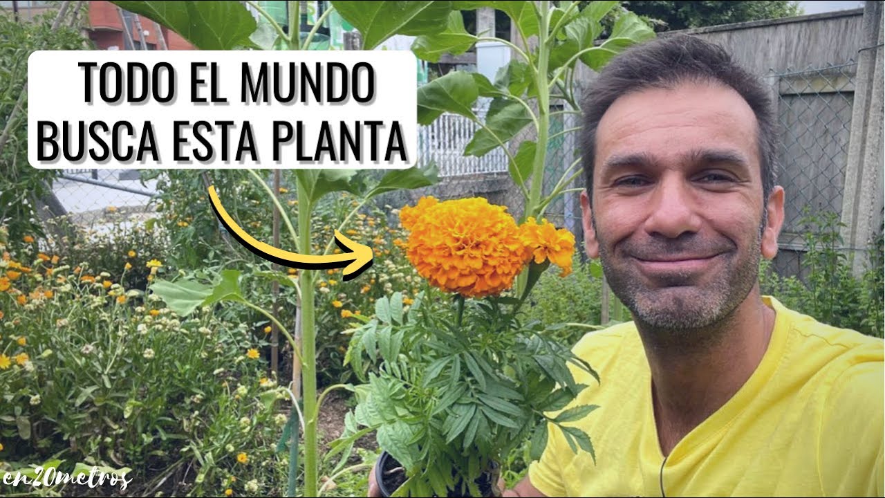 La PLANTA MÁS BUSCADA por los agricultores para su huerta ecológica: TAGETES || en20metros