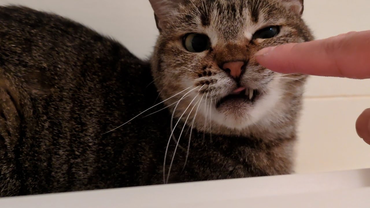まるで子猫！大人になっても無邪気な猫