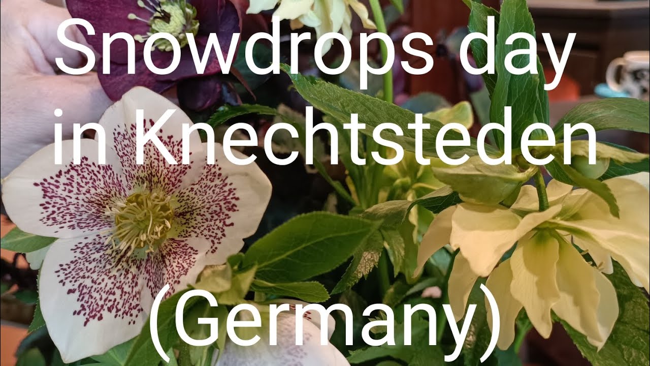 2/23. Snowdrops day in Knechtsteden (Germany). Galanthus, narcissus, hepatica...