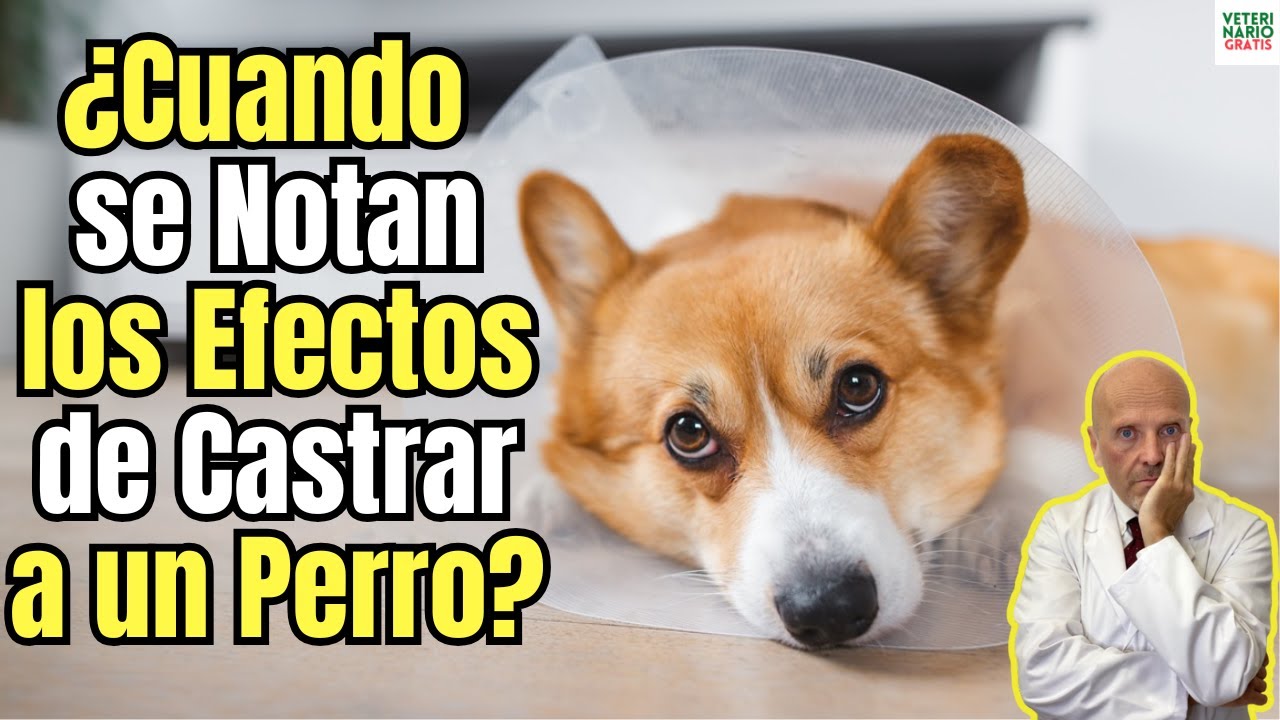 😱 ¿CUANDO SE NOTAN LOS EFECTOS DE CASTRAR A UN PERRO? 😱