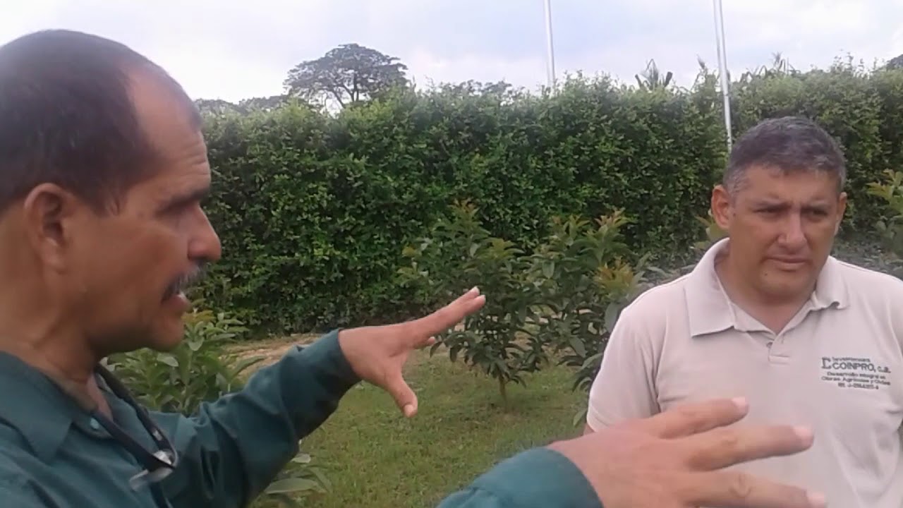Guayabas cultivadas a alta densidad