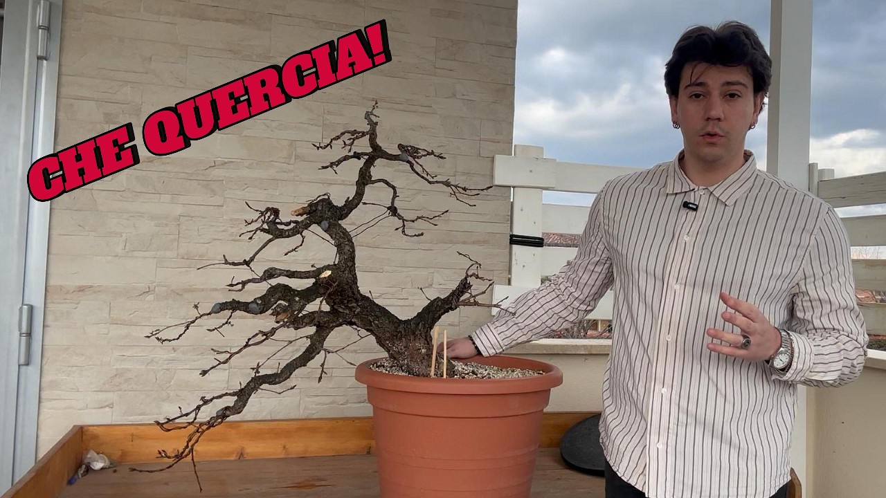 LAVORAZIONI BONSAI SU QUERCIA YAMADORI