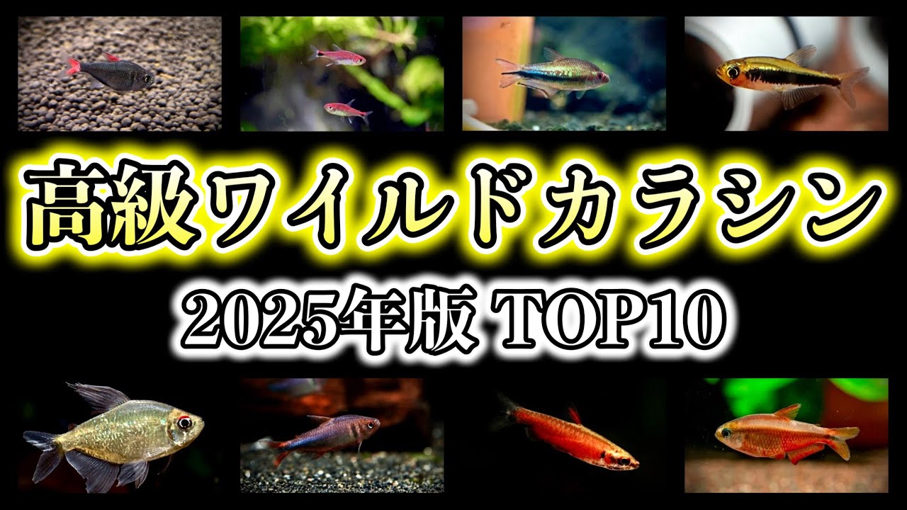 【2025年版】アクアリスト必見！高級すぎるワイルドカラシンTOP10【アクアリウム 淡水魚】