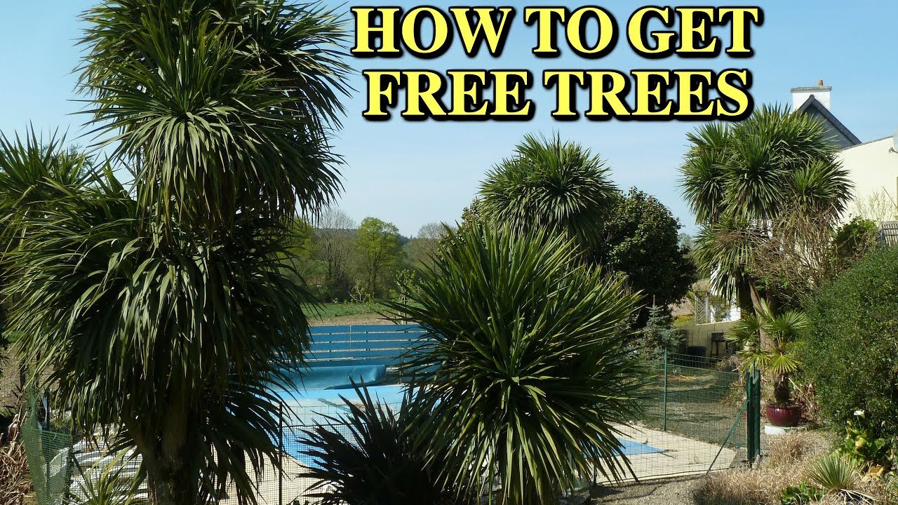 Cordyline ( How to get free Cordyline plants ) Cordyline Australis UK  (Cordylines - Cordyline Tree)