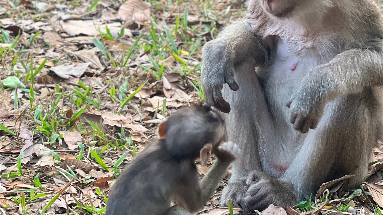 Beautifulmonkey is live